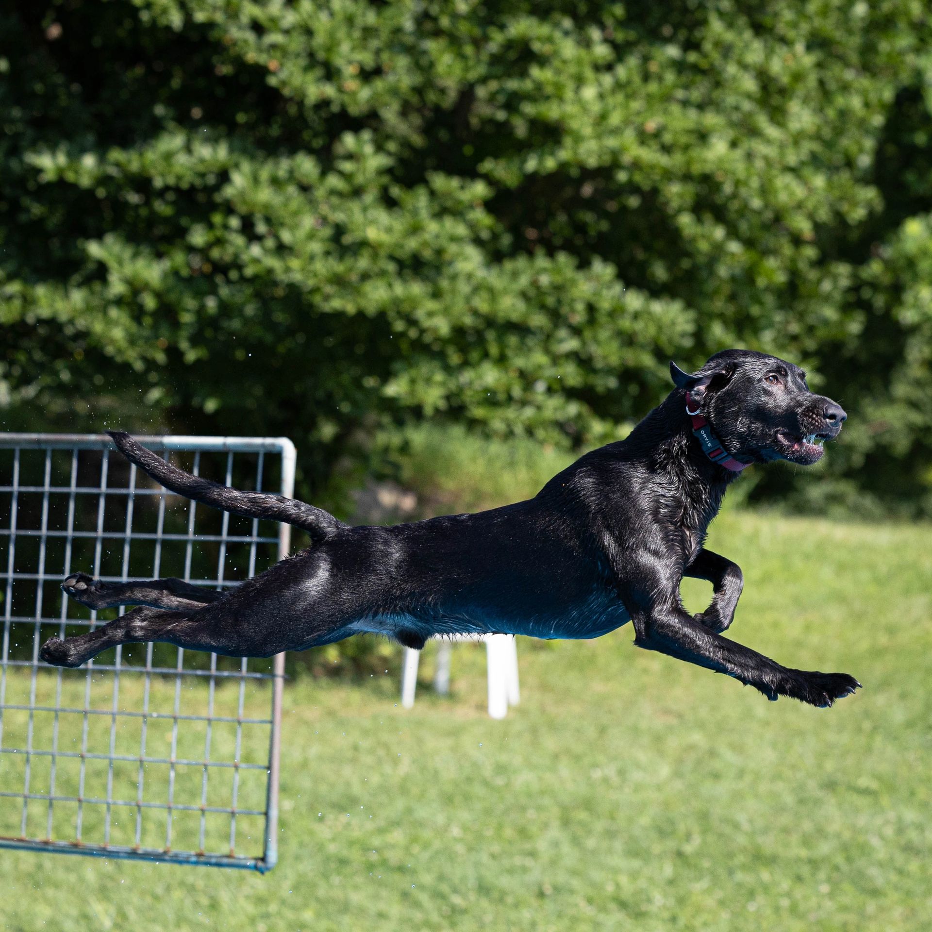 Dog leaping off dock into water at dock diving event